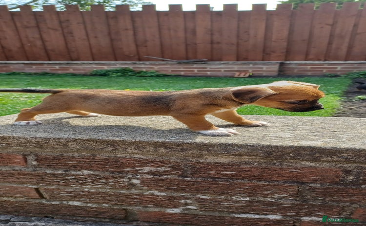 Border Terrier dogs - Advert 3