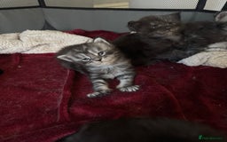 Maine Coon cats for sale: Russian XL maine coons looking HOME!❤️❤️❤️ - Image 9