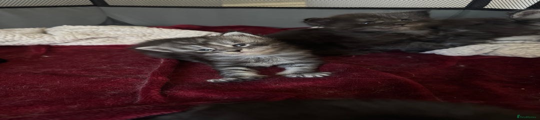 Maine Coon Kitten 5