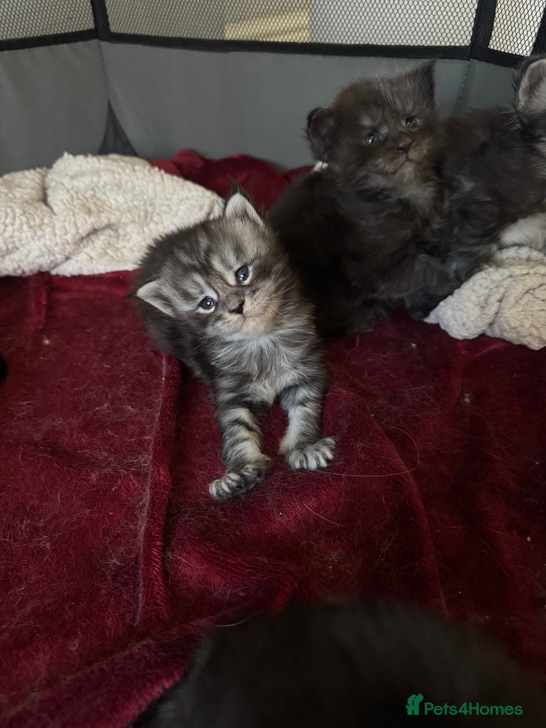 Maine Coon cats for sale: Russian XL maine coons looking HOME!❤️❤️❤️ - Image 9