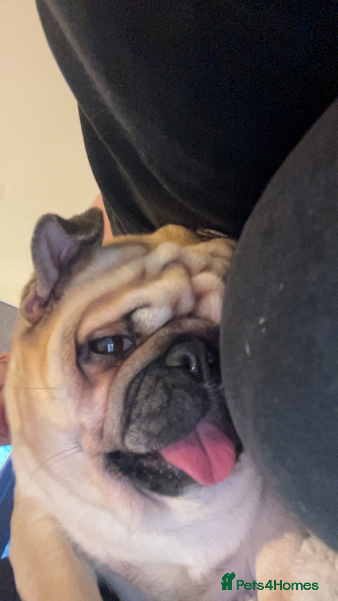 Pug dogs for sale: Skye the pug - Advert 7