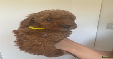 Miniature Poodle dogs - Advert 12
