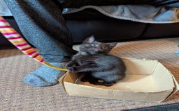 Mixed Breed cats for sale: Female kitten  - Advert 3