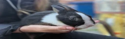 Netherland Dwarf rabbits for sale: 2 baby bunnies 🐰  - Advert 9