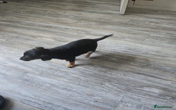 Mixed Breed dogs for sale: Chihuahua x jack Russell puppies 4 boys  - Image 13