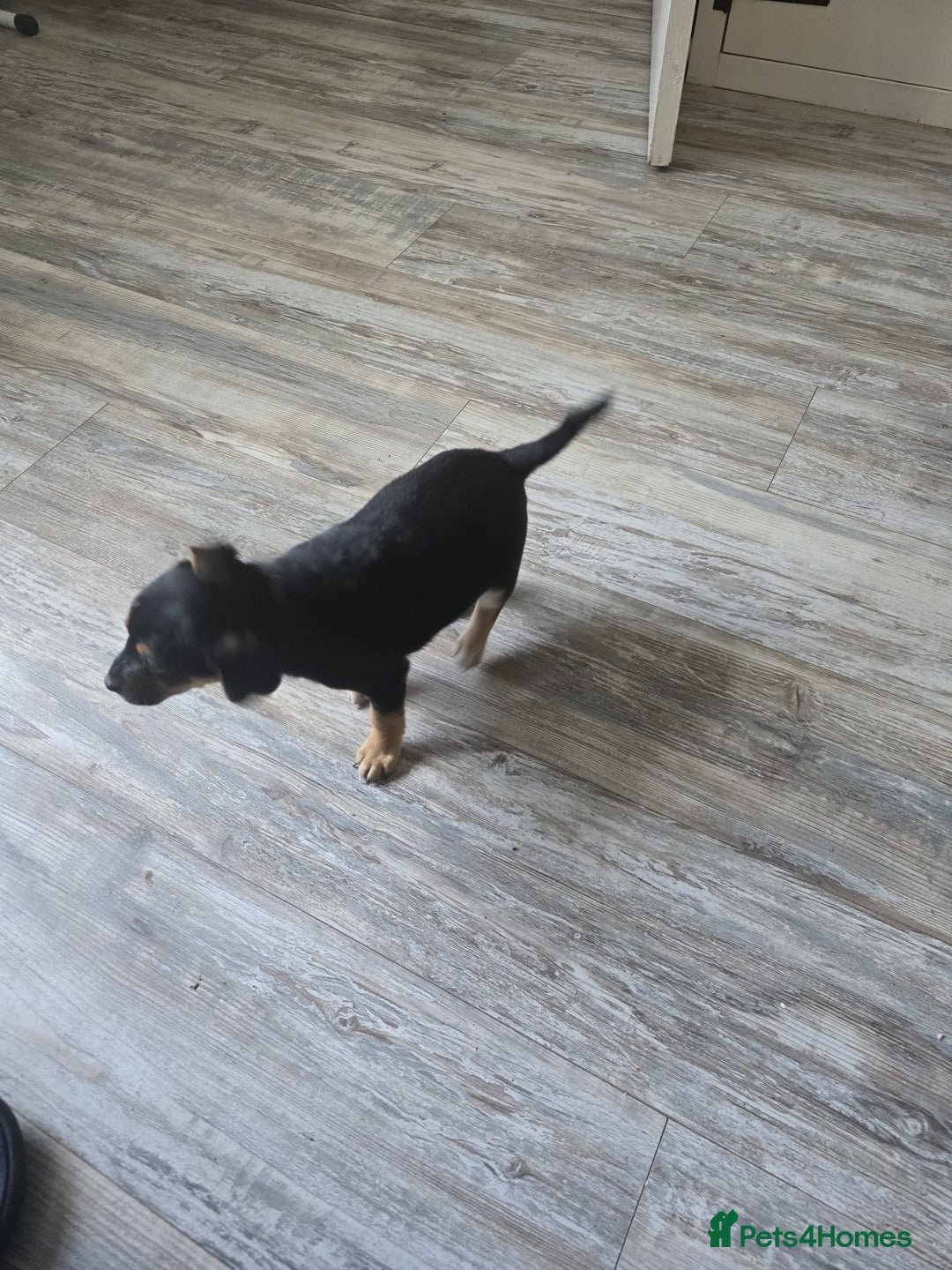 Mixed Breed dogs for sale: Chihuahua x jack Russell puppies 4 boys  - Image 13