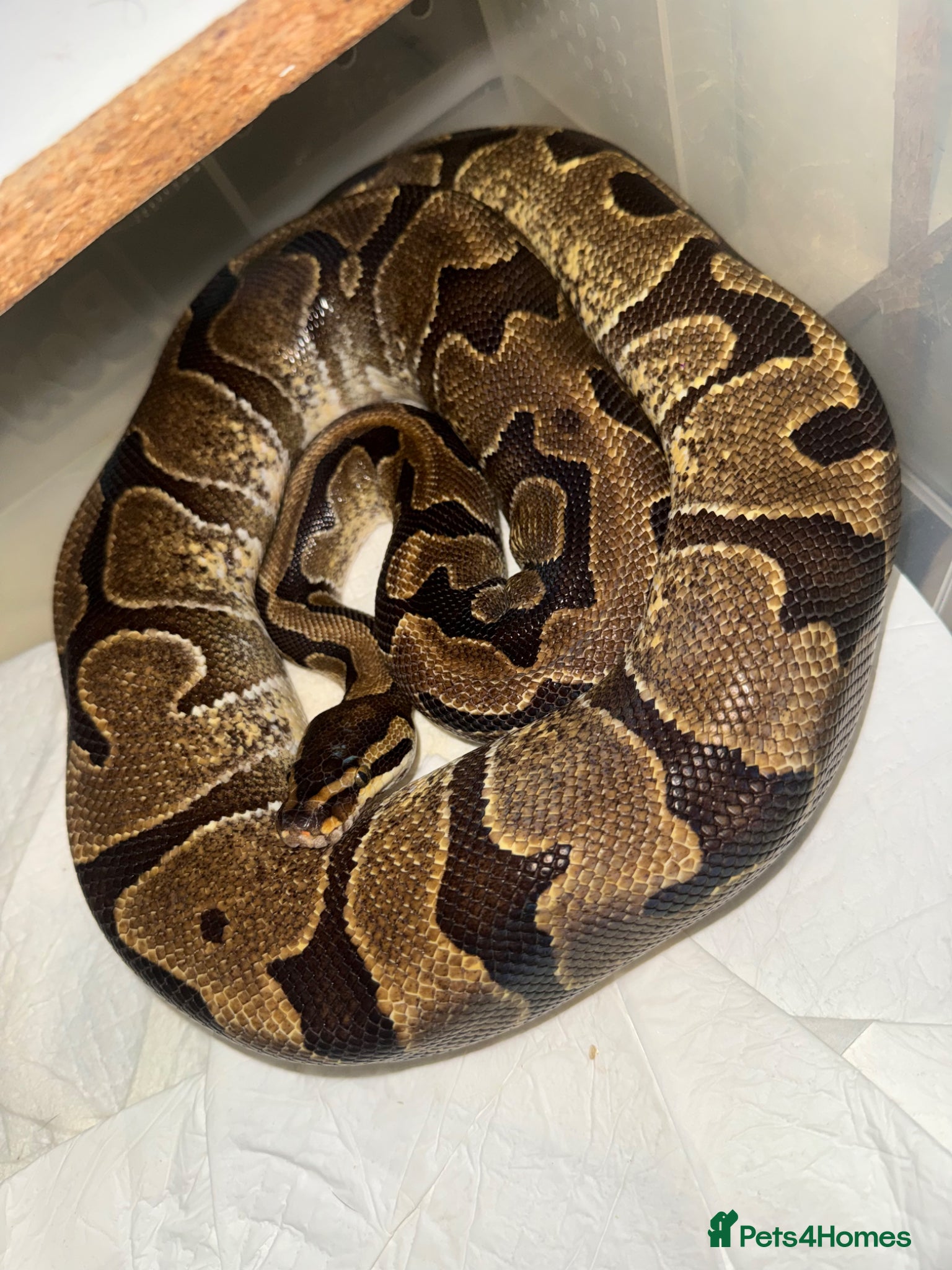 Python Snake reptiles Female ball python  - Advert 4