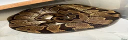Python Snake reptiles for sale: Female ball python  in Newcastle upon Tyne - Advert 1