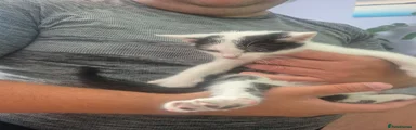 Mixed Breed 1
