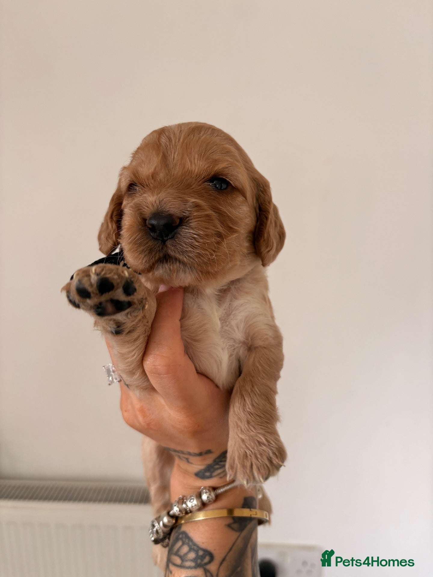 Cocker Spaniel dogs 🐾 Cocker Spaniel Puppies–One girl, one boy left  - Advert 10