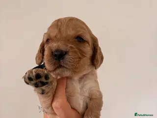 Cocker Spaniel dogs 🐾 Cocker Spaniel Puppies–One girl, one boy left - Advert 10