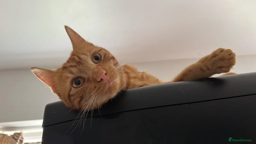 Mixed Breed cats for sale: Cute orange cat looking for a new home - Advert 1