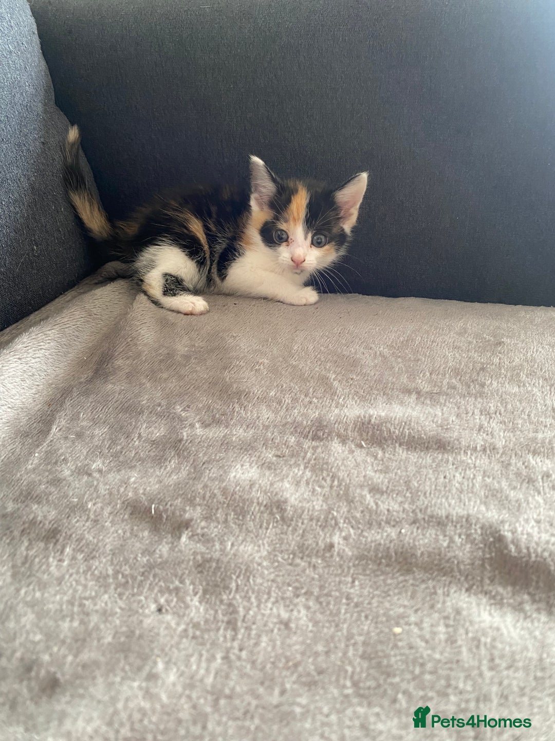 British Longhair cats for sale: 4 beautiful fluffy kittens  - Image 6