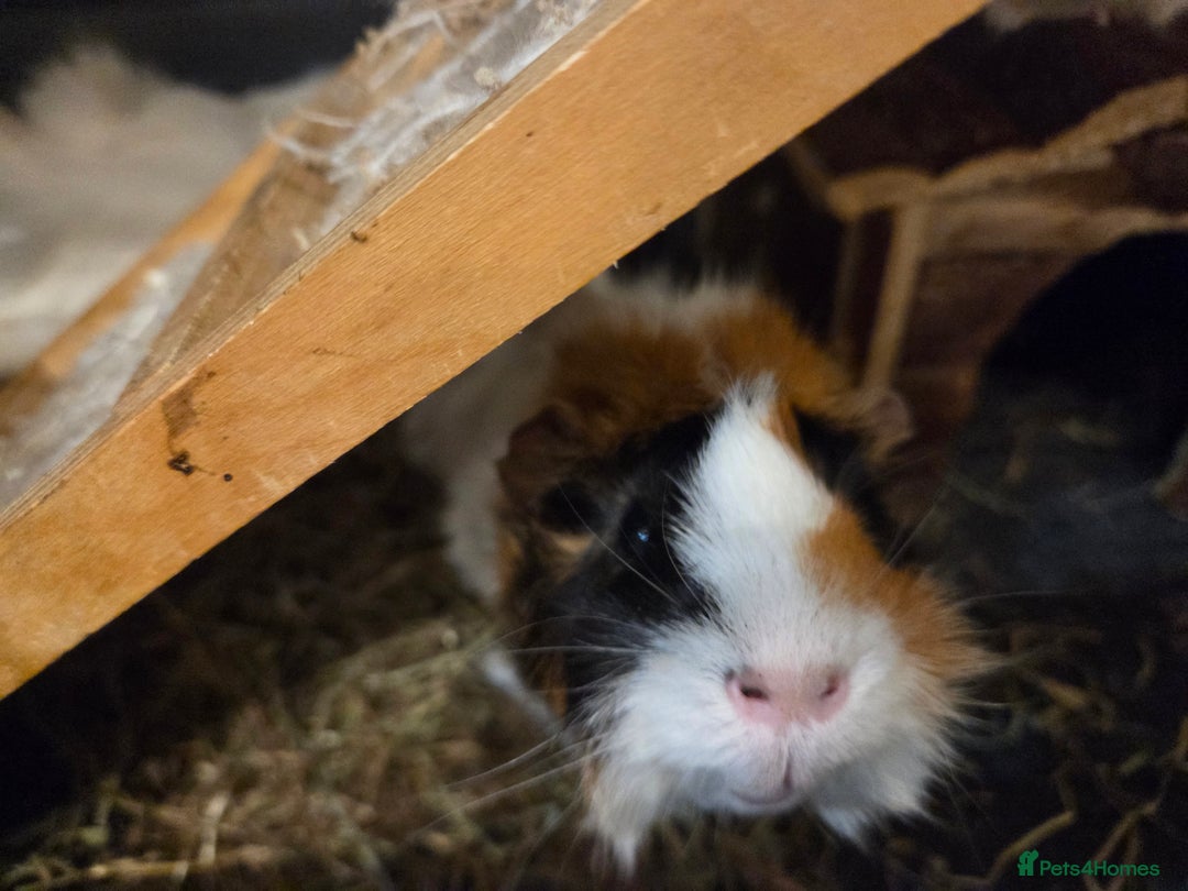 Guinea Pig rodents for sale: Family of 3 - Image 3