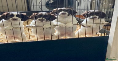 English Springer Spaniel dogs - Advert 4