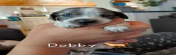 Chiweenie dogs for sale: Dachshund x Puppies  - Advert 9