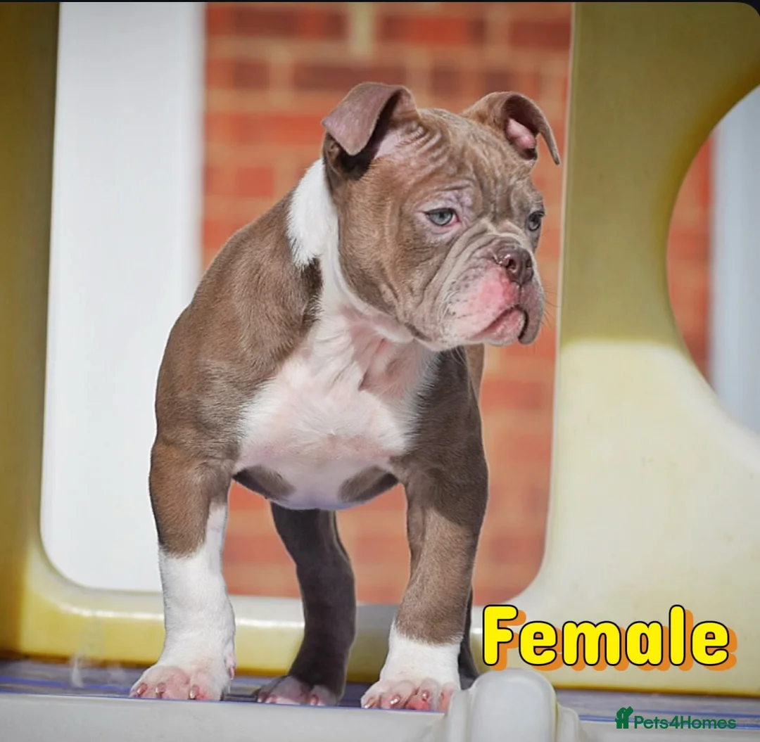 Olde English Bulldogge dogs for sale: 23 years experience 5⭐️Rated licensed  - Advert 2