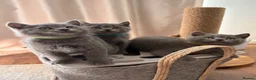 British Shorthair cats for sale: READY NOW ✨ British Shorthair Blue Kittens  - Advert 5