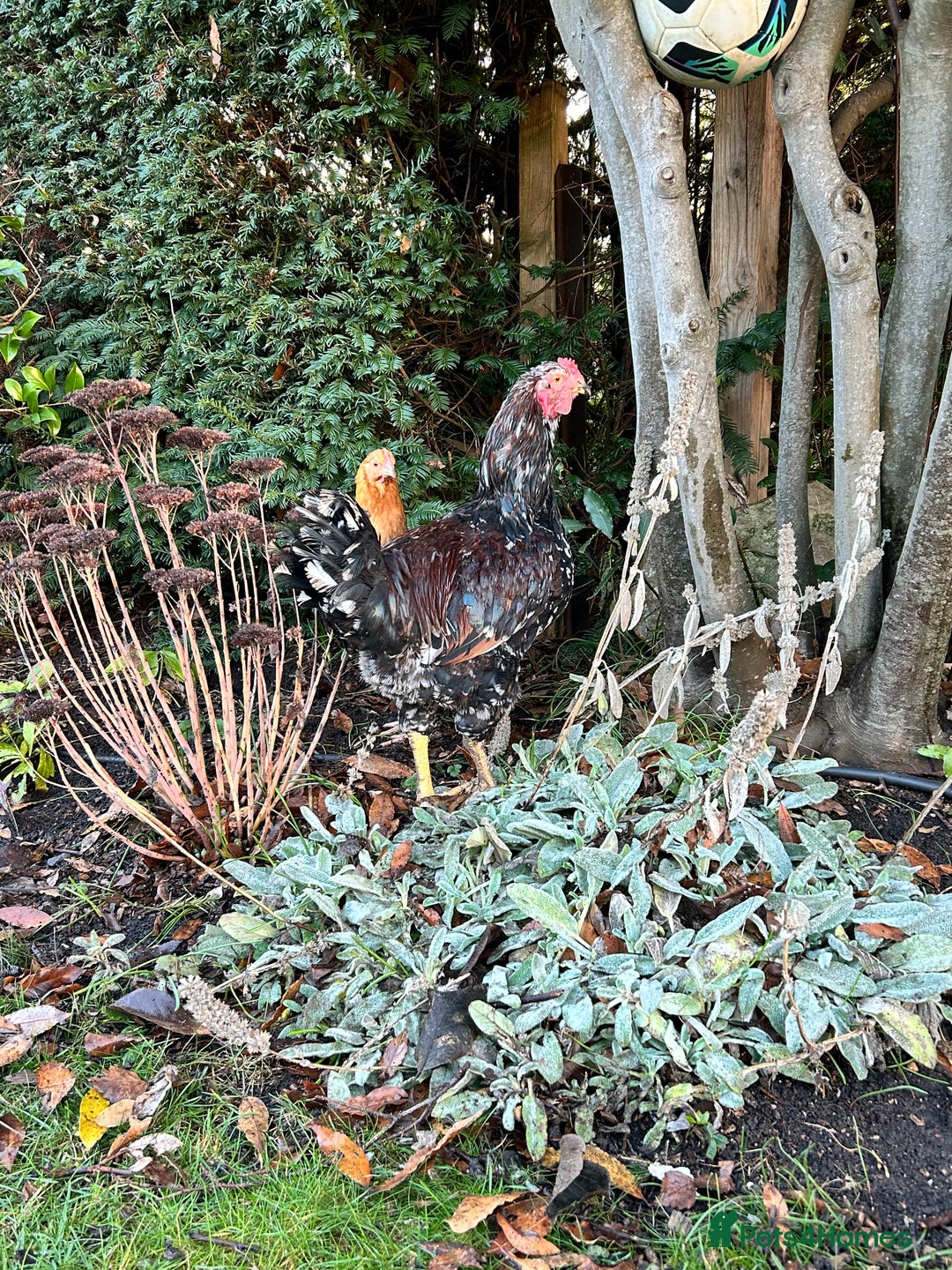 Chickens poultry for sale: Beautiful Cockerel  - Advert 3