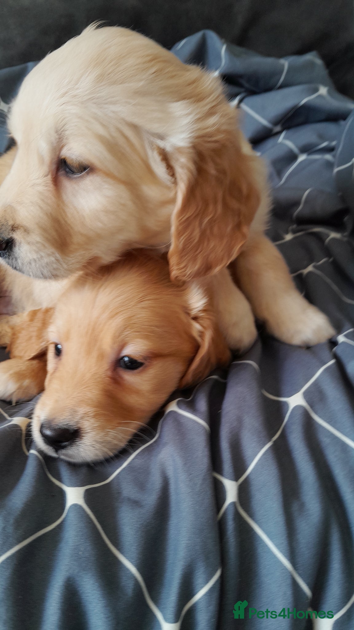 Golden Retriever dogs Golden Retriever Pups - Advert 9