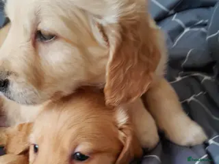 Golden Retriever dogs Golden Retriever Pups - Advert 9