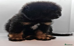 Bernedoodle dogs for sale: Miniature F1b bernedoodle boy - Advert 3