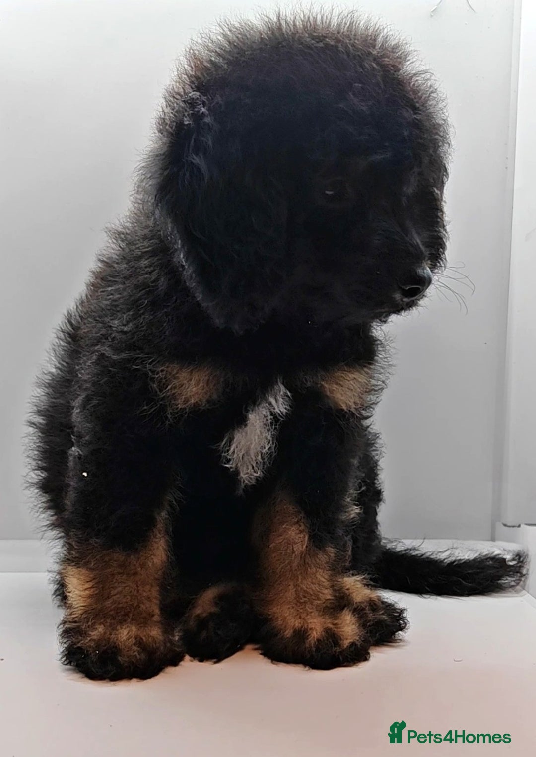 Bernedoodle dogs for sale: Miniature F1b bernedoodle boy - Advert 3