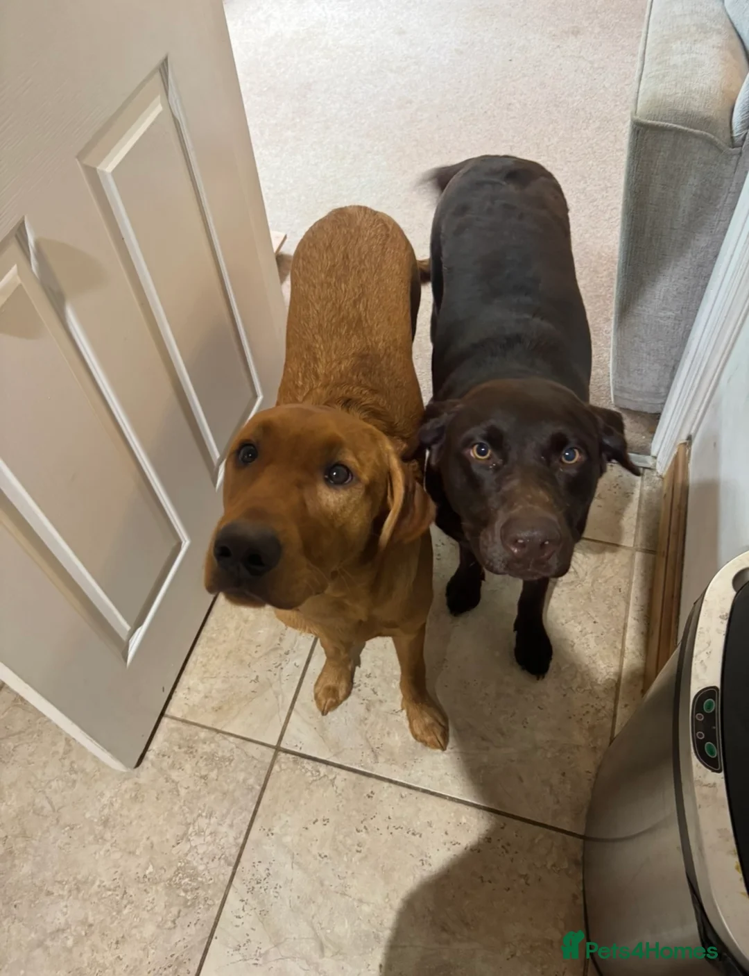 Labrador Retriever dogs for sale: Labrador Puppies - Waiting list now open - Advert 5