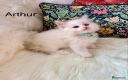 Ragdoll cats for sale: Beautiful champion lines purebred Ragdoll kittens - Image 14