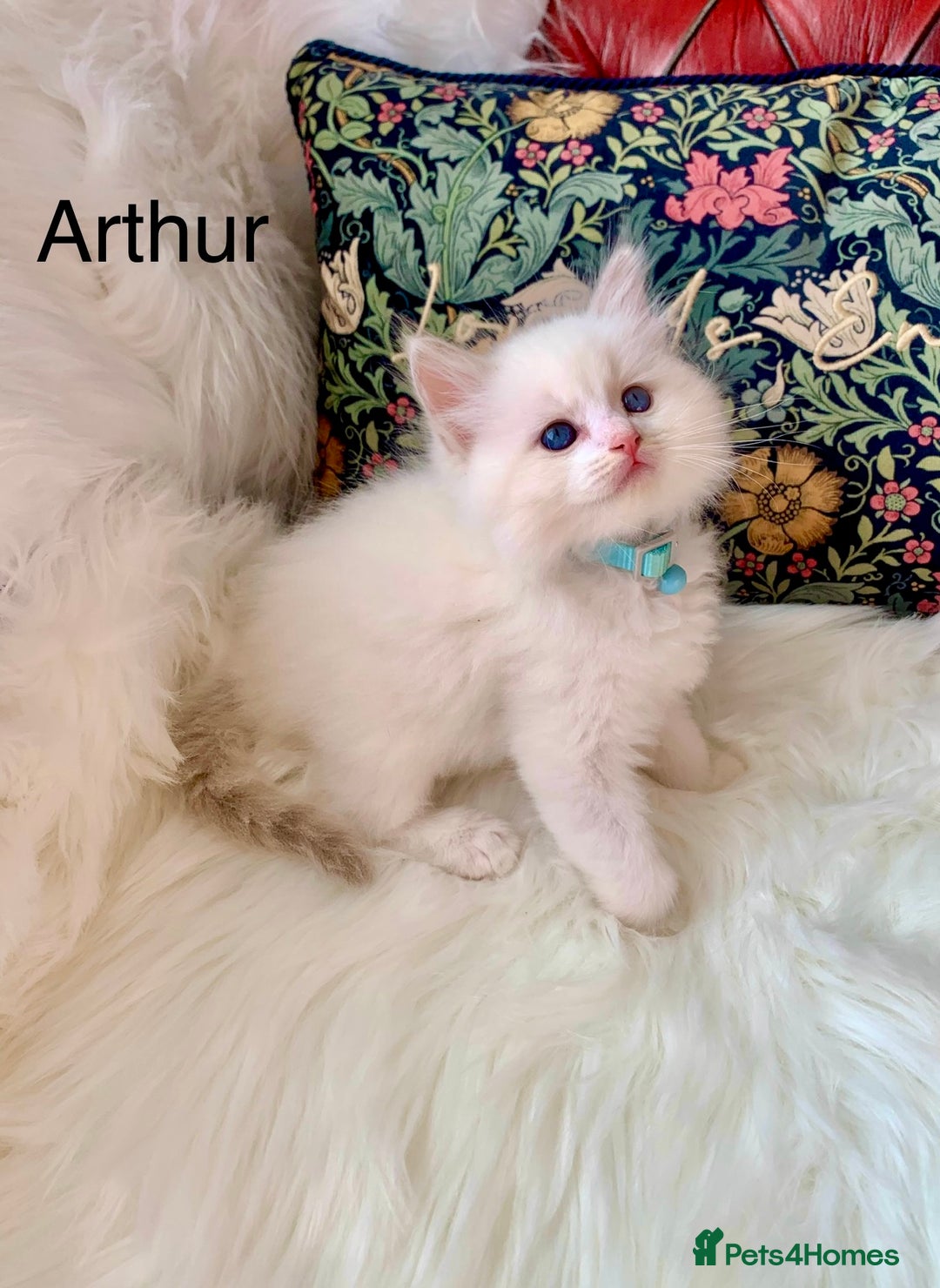 Ragdoll cats for sale: Beautiful champion lines purebred Ragdoll kittens - Image 14