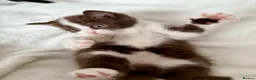 Scottish Fold cats for sale: Stunning Chocolate & White Scottish Kitten  in London - Advert 4