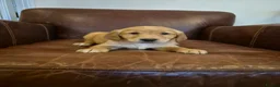 Golden Retriever dogs for sale: Gorgeous dark kc golden retriever pups - Advert 8