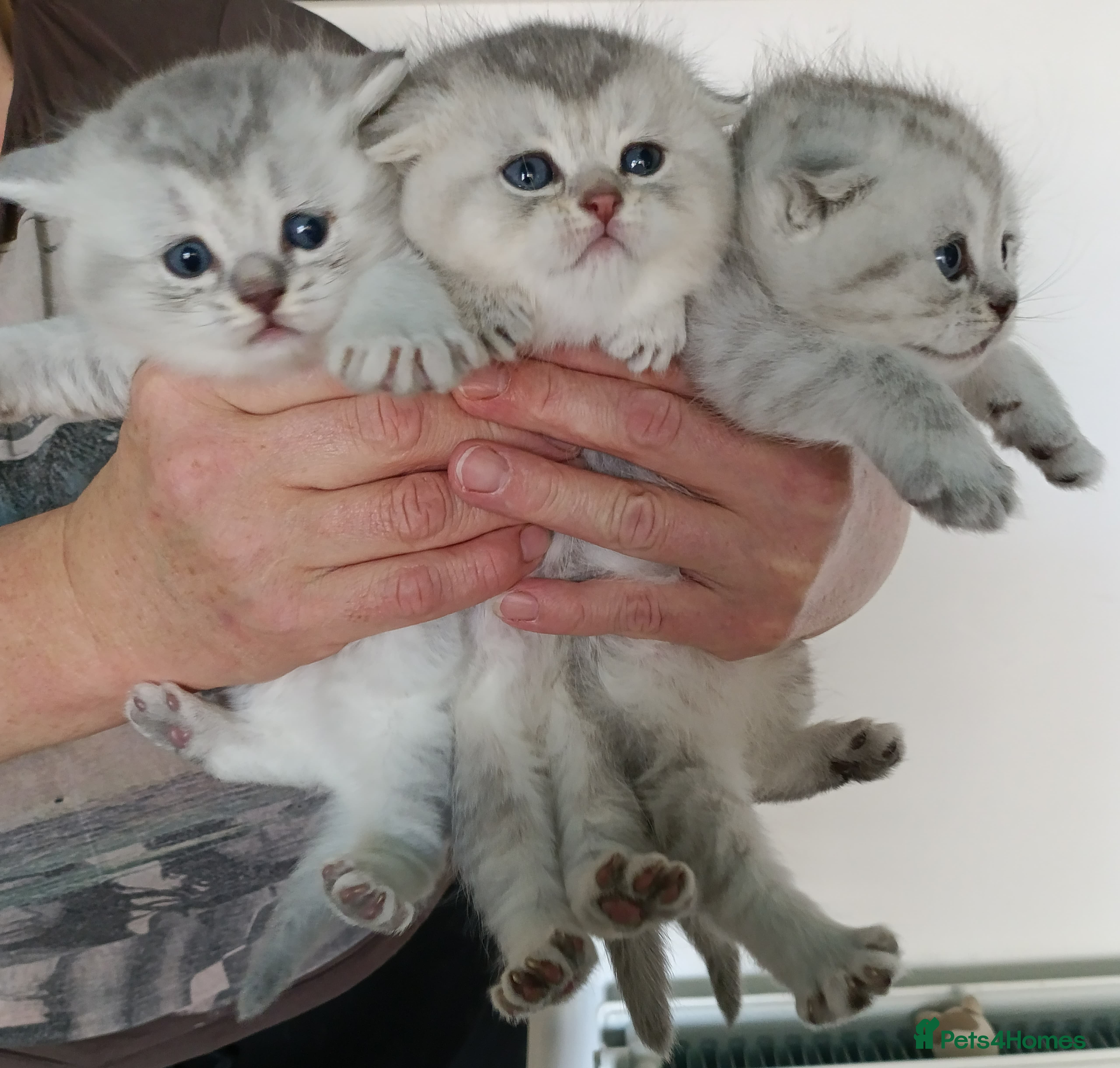 British Shorthair cats Chunky kittens for sale  - Advert 6