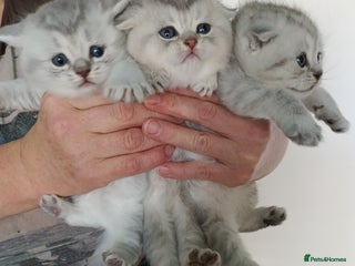British Shorthair cats Chunky kittens for sale - Advert 11