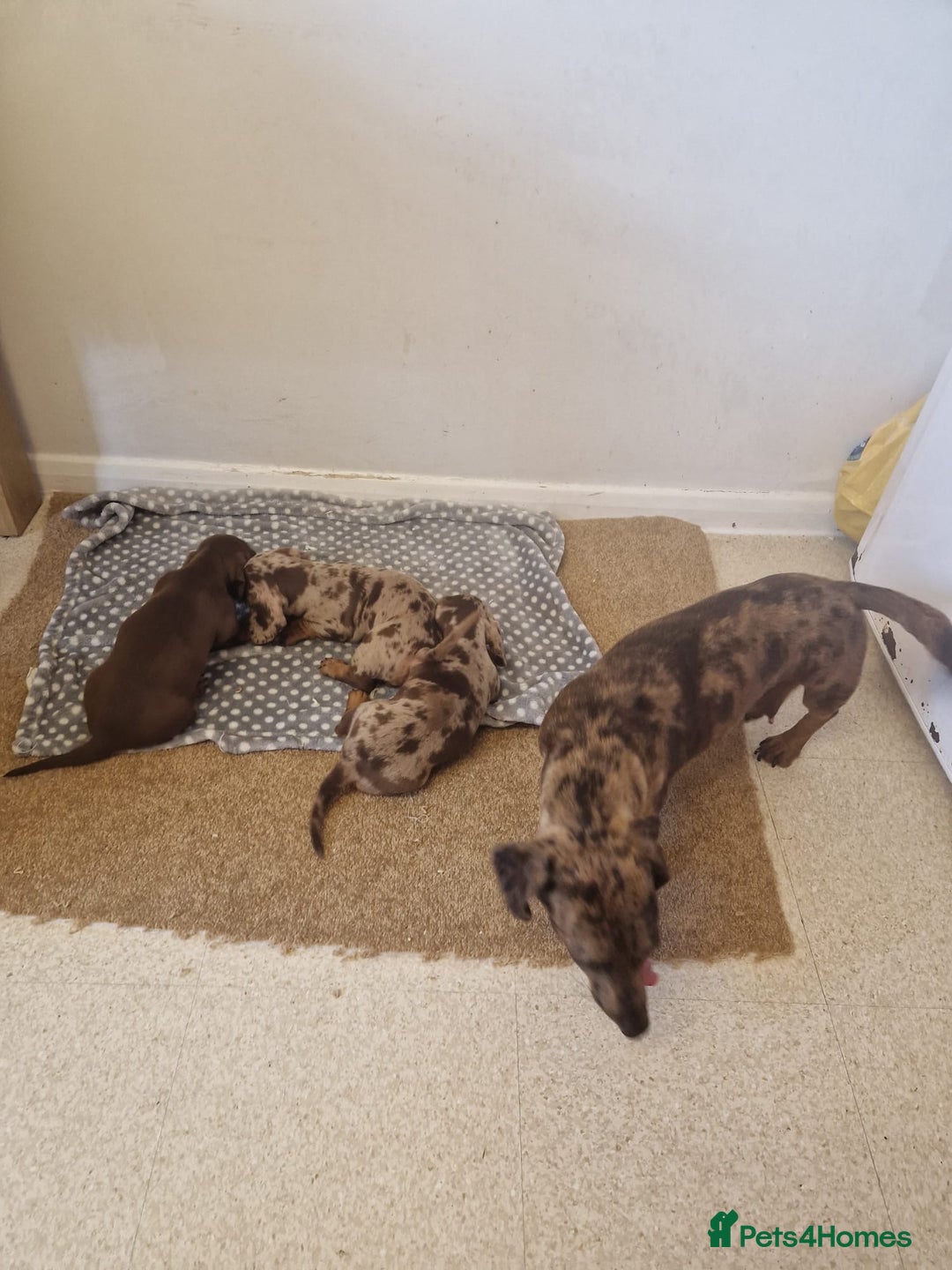 Miniature Dachshund dogs for sale: Chocolate Isabelle dapple miniature dachshund - Image 2