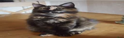 Maine Coon cats for sale: 3 maine coon kittens ready in Bury - Advert 3