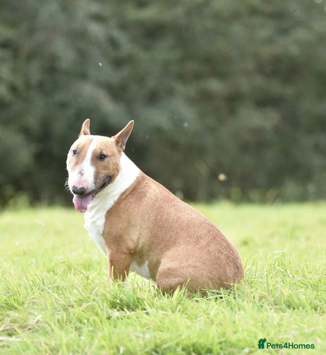 English Bull Terrier dogs for stud: Miniature english bull terrier stud in Preston - Advert 3