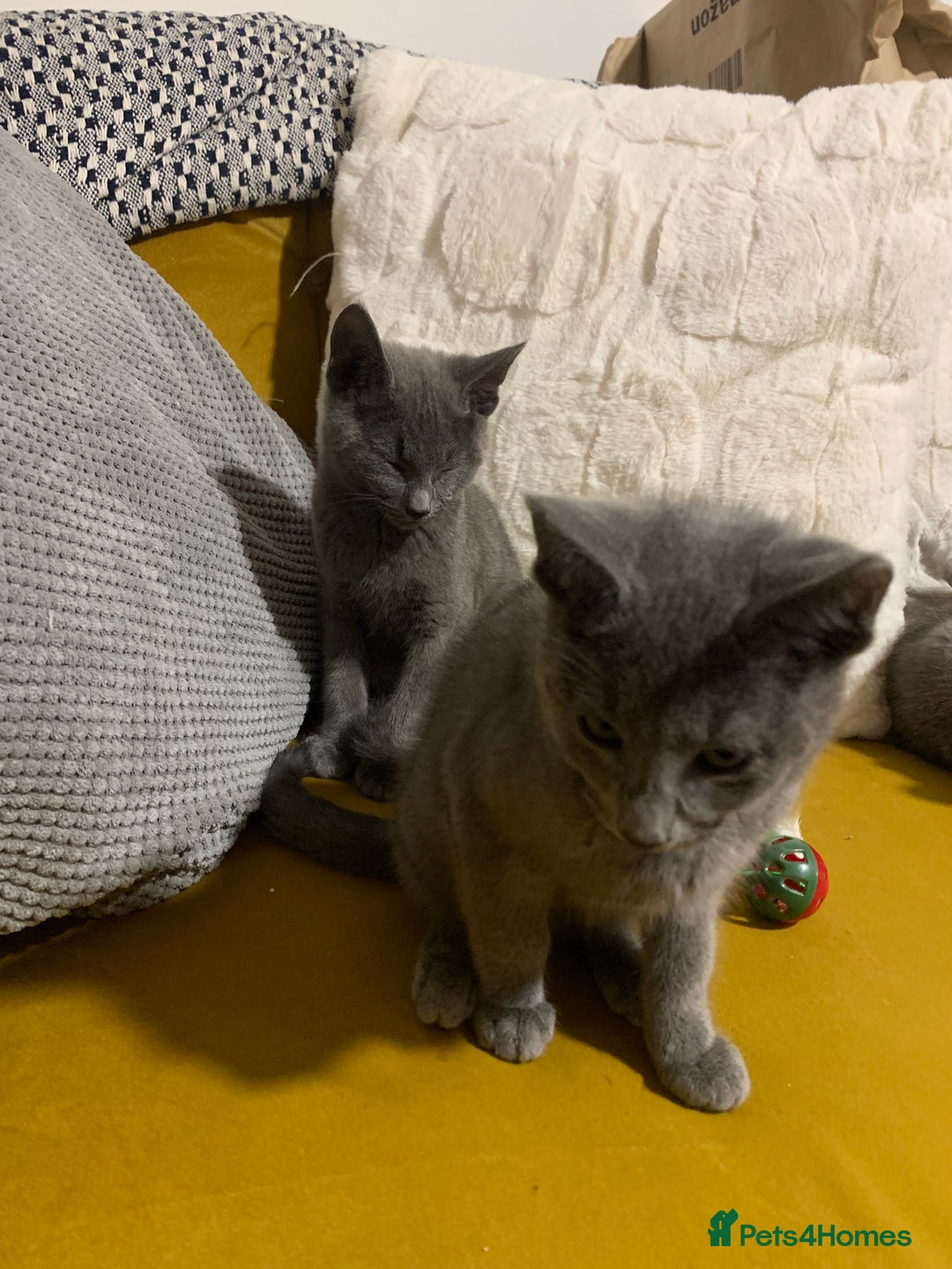Russian Blue cats for sale: Gorgeous Championship Russian blue kittens  - Advert 22