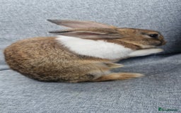 Mixed Breed rabbits for sale: 2 sisters looking for forever home - Image 3