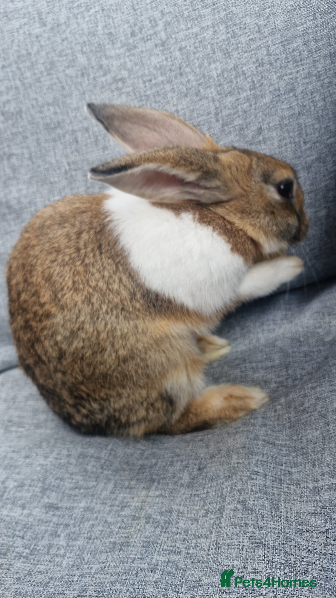 Mixed Breed rabbits for sale: 2 sisters looking for forever home - Image 3