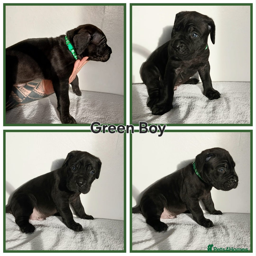 Cane Corso dogs for sale: Cane corso puppes - Advert 4