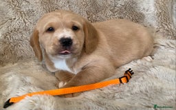 Cockerdor dogs for sale: Adorable f1 cockerdor puppies - Image 22