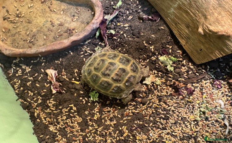 Tortoise reptiles - Advert 1