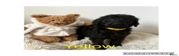 Labradoodle dogs for sale: Ready now rare silver f1bb standard labradoodles  - Advert 19