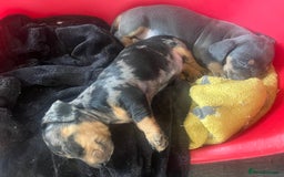 Dachshund dogs for sale: STUNNING dachshund puppies 2 boys 2 girls  - Image 11