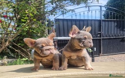 French Bulldog dogs for sale: Beautiful French bulldogs - Image 16