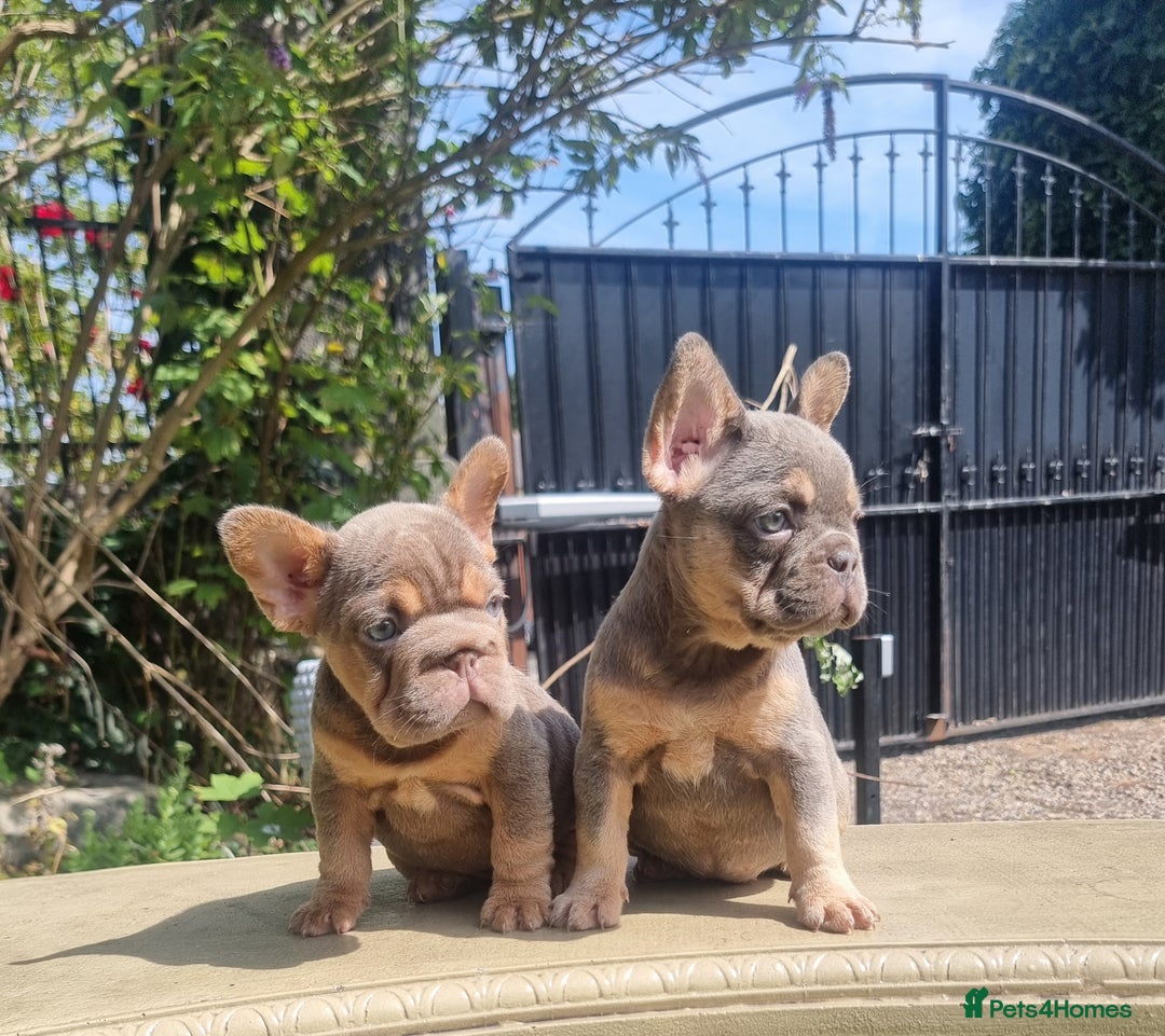 French Bulldog dogs for sale: Beautiful French bulldogs - Image 16