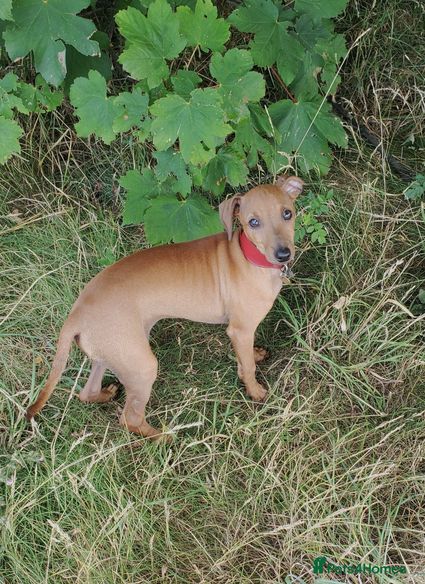 Italian Greyhound dogs Stunning kc Italian greyhounds  - Advert 1