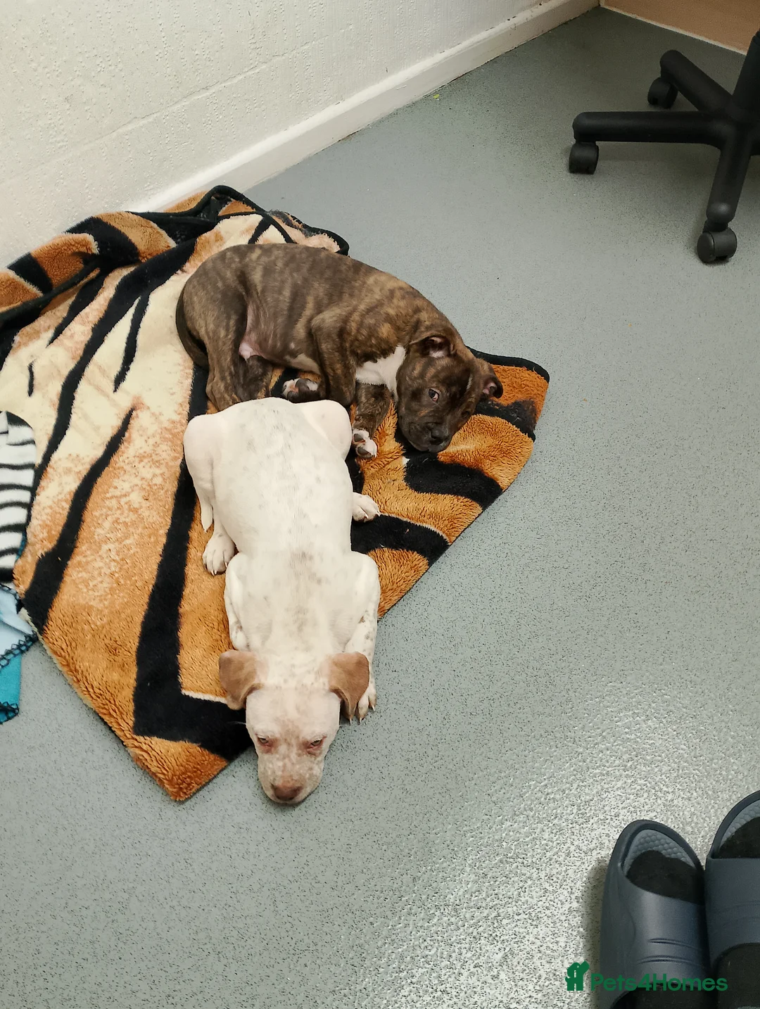 Mixed Breed dogs for sale: Dogs for sale in Bradford - Advert 4