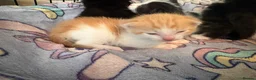 Domestic Shorthair cats for sale: 1 beautiful white and black kitten - Advert 13